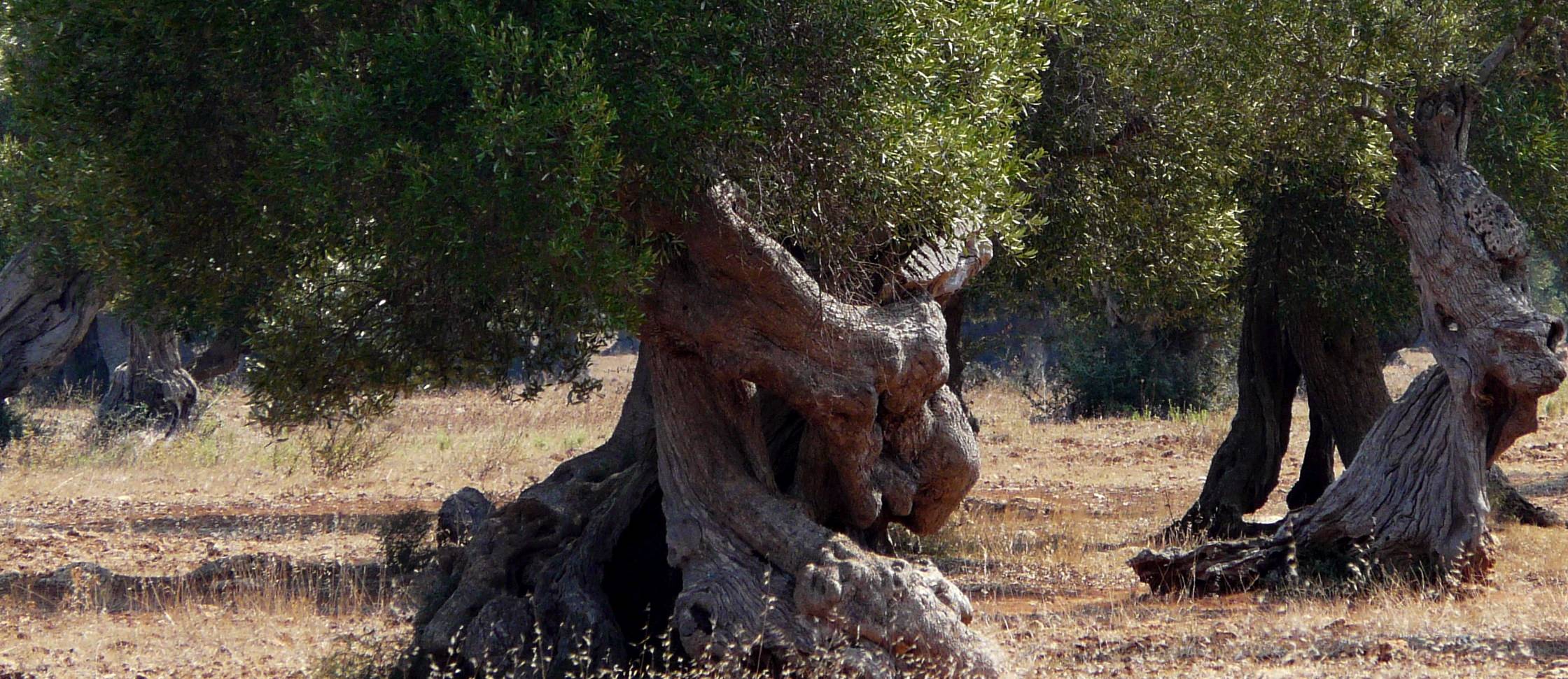 Chi ha vinto (Puglia e Sicilia) e perché al Concorso di Olio Capitale