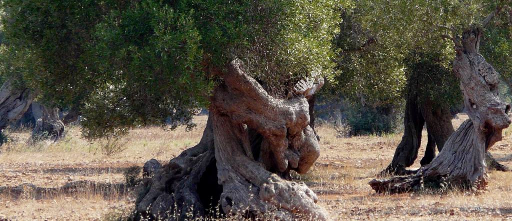 Polemicamente: è peccato promuovere il nostro extravergine?