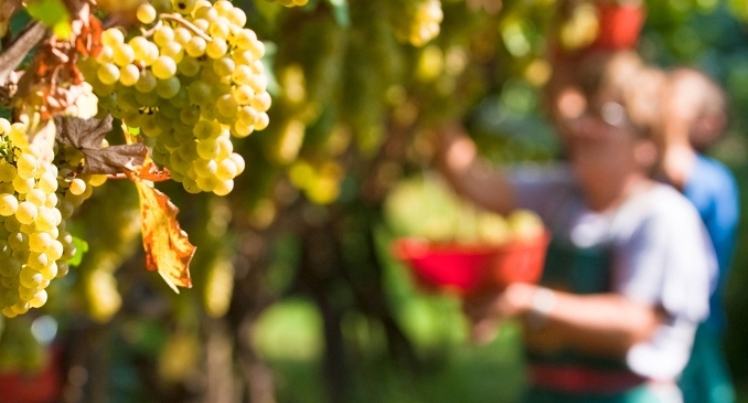 Polemicamente: Il mosto balcanico resti esattamente lì