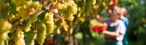vendemmia3