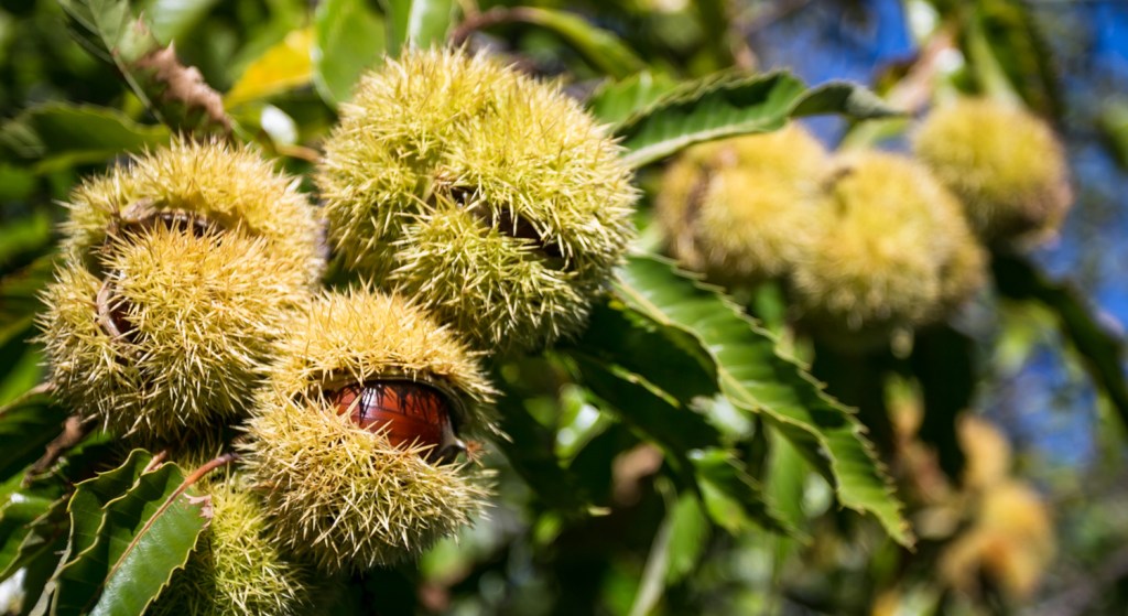 #AmiatAutunno: in Toscana il weekend che profuma di&nbsp;sottobosco