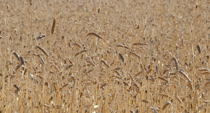 Sul nuovo numero: ci serve (almeno) un chicco di&nbsp;verità