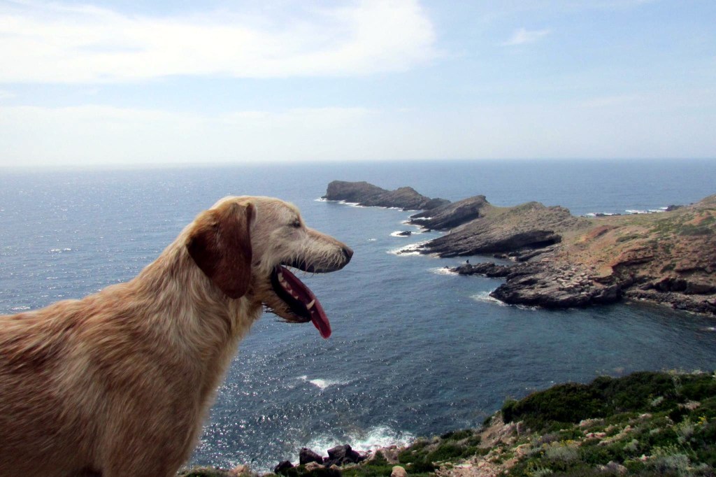 In cammino con il cane: le proposte della compagnia dei cammini