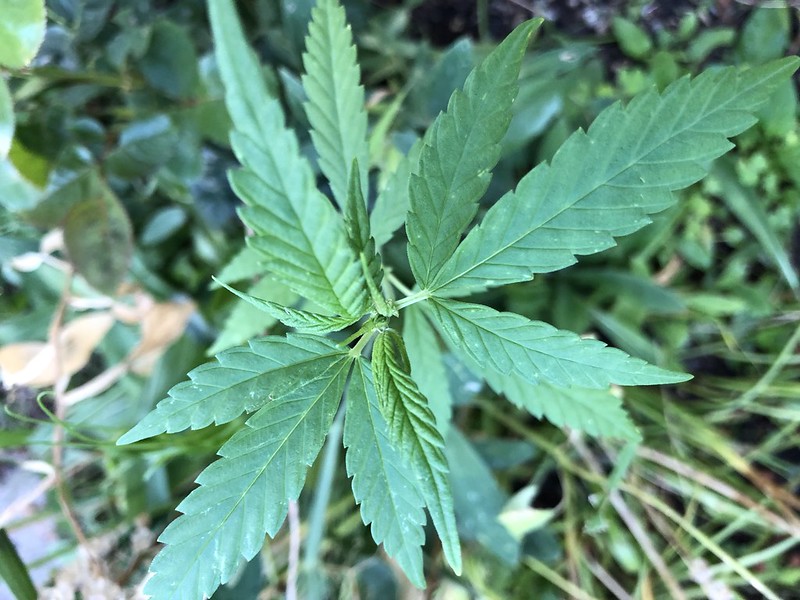 Mattia Santori e le sue tre piantine