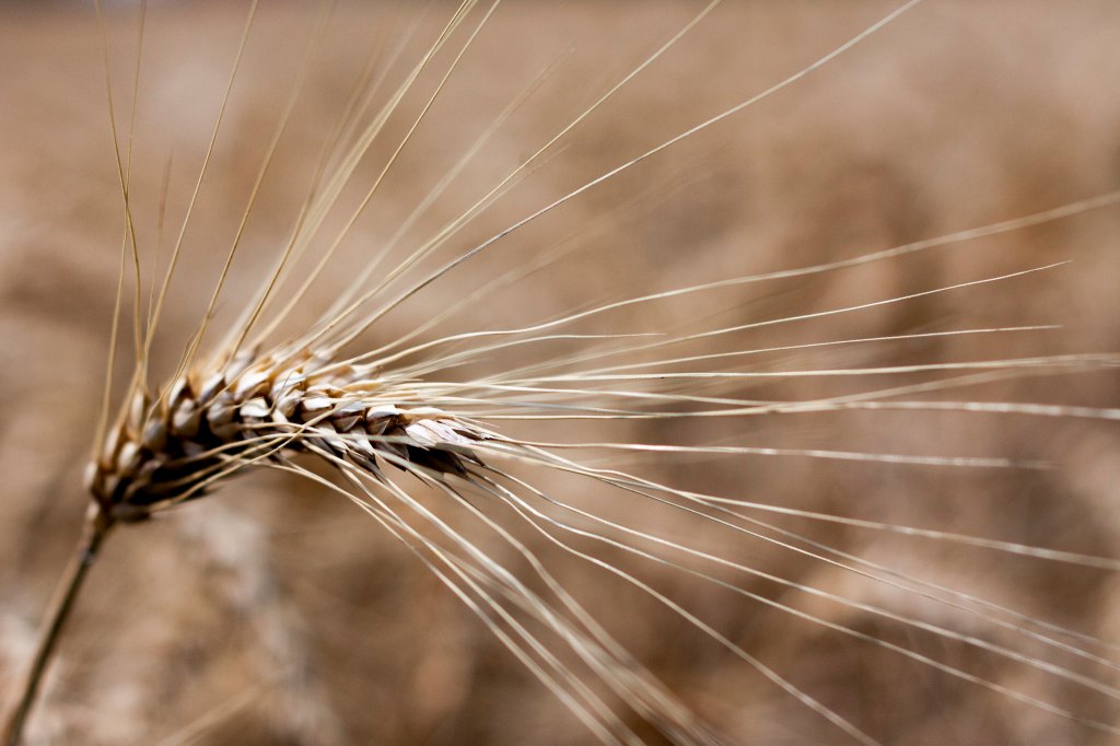 Grano, l’Italia non è sotto attacco del Canada
